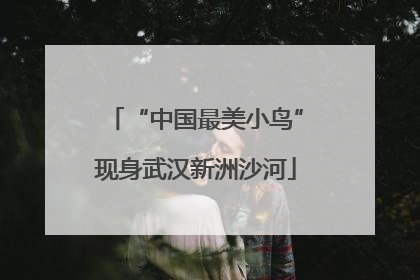 “中国最美小鸟”现身武汉新洲沙河