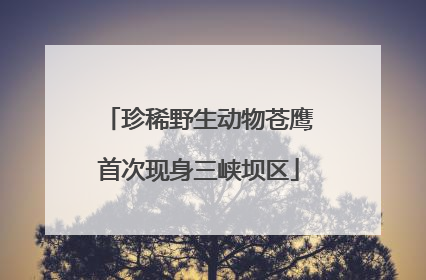 珍稀野生动物苍鹰首次现身三峡坝区