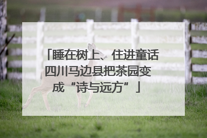睡在树上、住进童话 四川马边县把茶园变成“诗与远方”