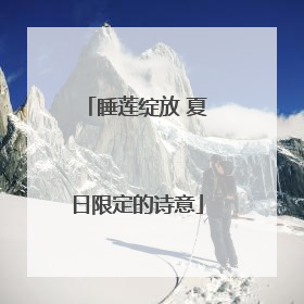 睡莲绽放 夏日限定的诗意