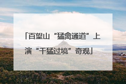 百望山“猛禽通道”上演“千猛过境”奇观