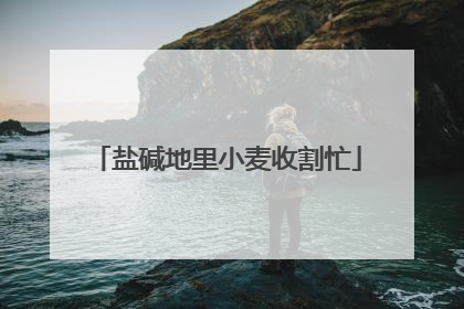 盐碱地里小麦收割忙
