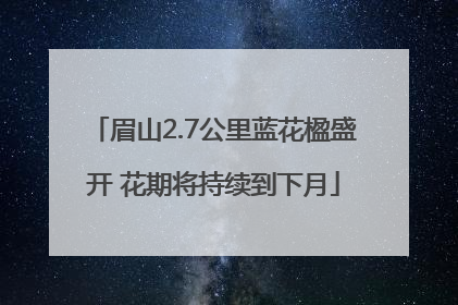 眉山2.7公里蓝花楹盛开 花期将持续到下月