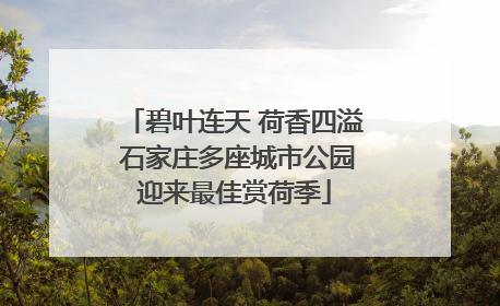 碧叶连天 荷香四溢 石家庄多座城市公园迎来最佳赏荷季