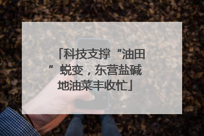 科技支撑“油田”蜕变，东营盐碱地油菜丰收忙