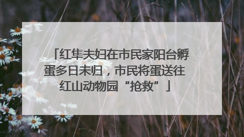 红隼夫妇在市民家阳台孵蛋多日未归，市民将蛋送往红山动物园“抢救”