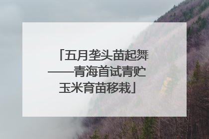 五月垄头苗起舞——青海首试青贮玉米育苗移栽
