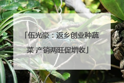 伍光豪：返乡创业种蔬菜 产销两旺促增收