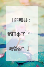 商城县：稻田来了“鸭管家”