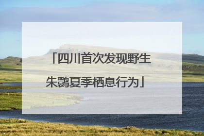 四川首次发现野生朱鹮夏季栖息行为