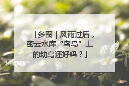 多图｜风雨过后，密云水库“鸟岛”上的幼鸟还好吗？