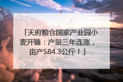 天府粮仓国家产业园小麦开镰：产量三年连涨，亩产584.3公斤！