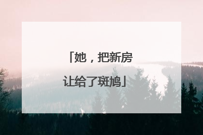 她，把新房让给了斑鸠