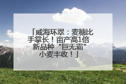 威海环翠：麦穗比手掌长！亩产高1倍 新品种“巨无霸”小麦丰收！