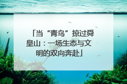 当“青鸟”掠过舜皇山：一场生态与文明的双向奔赴