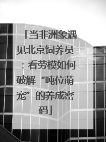当非洲象遇见北京饲养员：看劳模如何破解“吨位萌宠”的养成密码