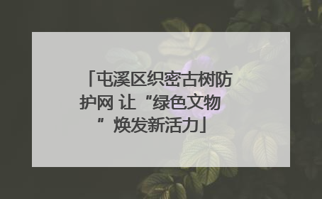 屯溪区织密古树防护网 让“绿色文物”焕发新活力