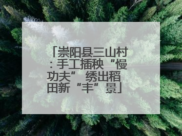 崇阳县三山村：手工插秧“慢功夫” 绣出稻田新“丰”景