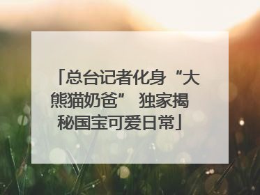 总台记者化身“大熊猫奶爸” 独家揭秘国宝可爱日常