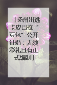 扬州出逃卡皮巴拉“豆包”公开征婚：无须彩礼且有正式编制