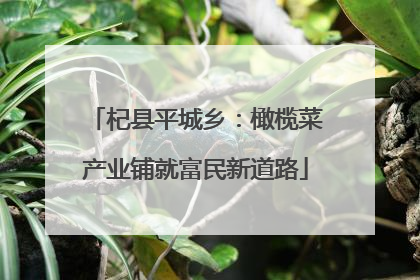 杞县平城乡：橄榄菜产业铺就富民新道路