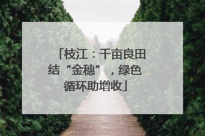 枝江：千亩良田结“金穗”，绿色循环助增收