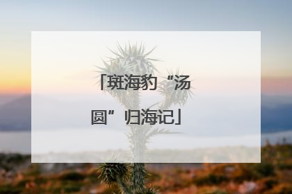 斑海豹“汤圆”归海记