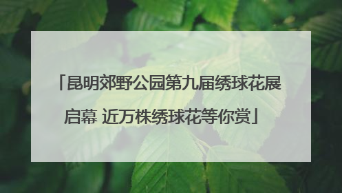 昆明郊野公园第九届绣球花展启幕 近万株绣球花等你赏