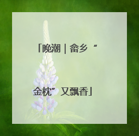 晚潮｜畲乡“金枕”又飘香