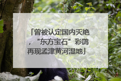 曾被认定国内灭绝，“东方宝石”彩鹮再现孟津黄河湿地