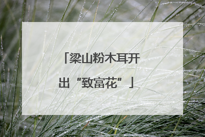 梁山粉木耳开出“致富花”