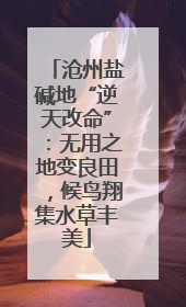 沧州盐碱地“逆天改命”：无用之地变良田，候鸟翔集水草丰美