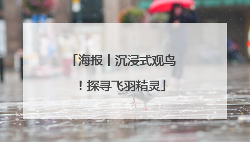海报丨沉浸式观鸟！探寻飞羽精灵