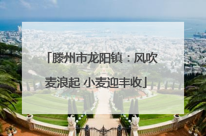 滕州市龙阳镇：风吹麦浪起 小麦迎丰收