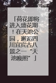 荷花即将进入盛花期！在天池公园，邂逅四川宜宾古八景之一“天池晚照”