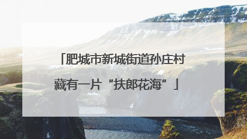 肥城市新城街道孙庄村藏有一片“扶郎花海”