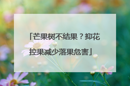 芒果树不结果？抑花控果减少落果危害