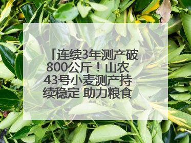连续3年测产破800公斤！山农43号小麦测产持续稳定 助力粮食增产丰收