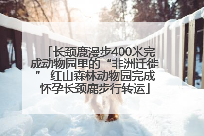 长颈鹿漫步400米完成动物园里的“非洲迁徙” 红山森林动物园完成怀孕长颈鹿步行转运