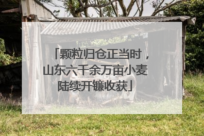 颗粒归仓正当时，山东六千余万亩小麦陆续开镰收获