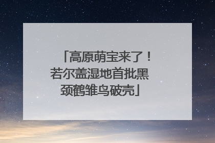 高原萌宝来了！若尔盖湿地首批黑颈鹤雏鸟破壳