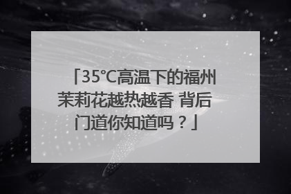 35℃高温下的福州茉莉花越热越香 背后门道你知道吗？