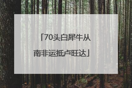 70头白犀牛从南非运抵卢旺达